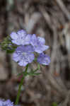 Fuzzy phacelia